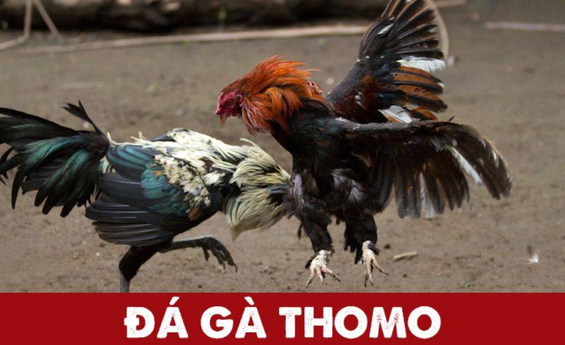 Đá Gà Thomo Trực Tiếp Là Gì?